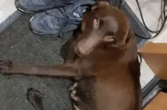 Найден коричневый пес (Эльмаш, Екатеринбург)
