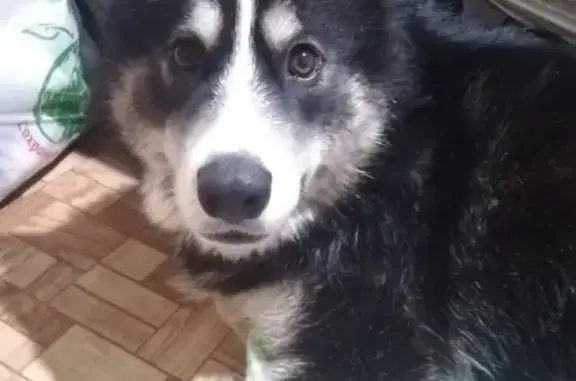 Найдена собака, Нижний Новгород, фото: Найдена хаски в Нижнем Новгороде, Советский район, ул. Бориса Корнилова.