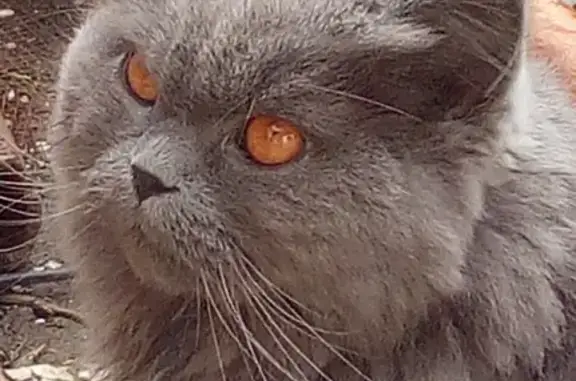 Найдена персидская кошка в Тюмени