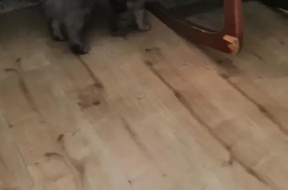 Найдена домашняя кошка Мей кун в Сочи