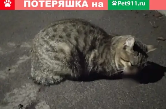Найдена кошка в Котельниче #ОтПодписчика