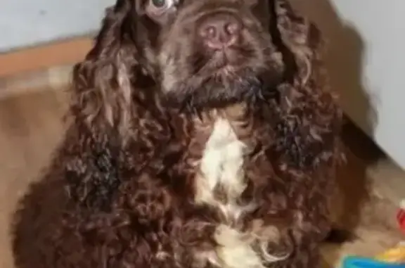 Собаки потеряшки, Санкт-Петербург, фото: Потеряшка собака в Санкт-Петербурге