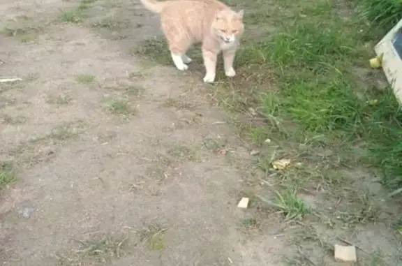 Найдена кошка в коттеджном посёлке Кокосы, ЛО Всеволожский р-н