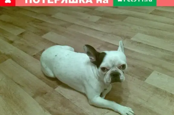 Пропала собака на Московском тракте, Тюмень