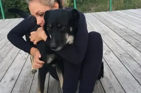Пропала собака Джек в Ромодановских Двориках, Калуга