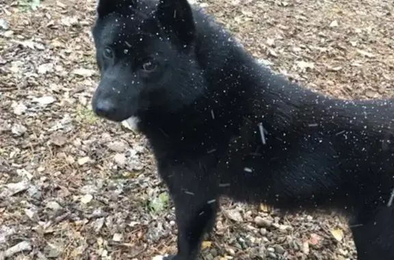 Собаки потеряшки, Нагорье, фото: Потеряшка собака в Нагорье, Ярославская обл. 19.09.2019
