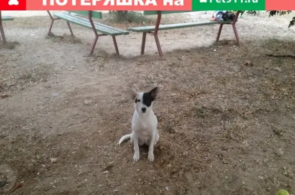 Найдена собака в Феодосии, ищет хозяина