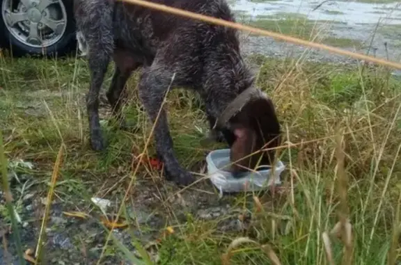 Найдена собака в районе реки Бардыковка, ищем хозяина!