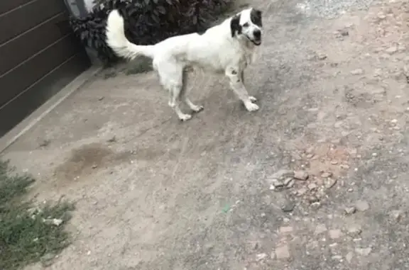 Найдена собака в районе аэропорта, Астрахань