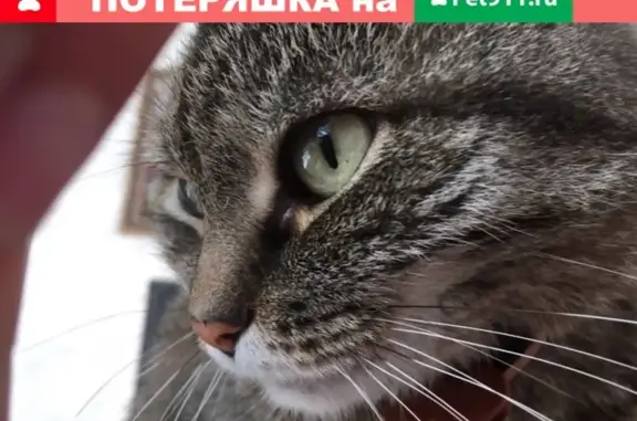 Пропала кошка Муся в Краснообске 16 сентября