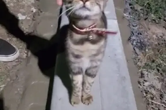 Найдена кошка на улице Айвазовского, Таганрог #Котопес_Найденные
