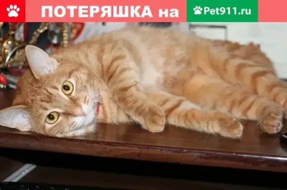 Пропала кошка Маруся в Сызрани!