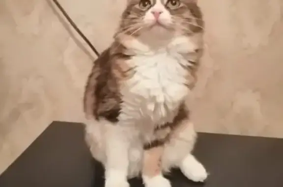 Найдена домашняя кошка в Новороссийске