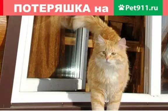 Пропал рыжий кот в Ульяновске