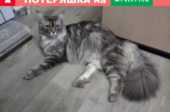 Пропала кошка в Смирновском ущелье, Саратов.