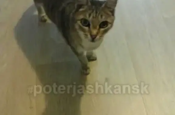 Объявления о пропавших и найденных животных, Новосибирск, фото: Пропала кошка на Чемской 24 - помогите!