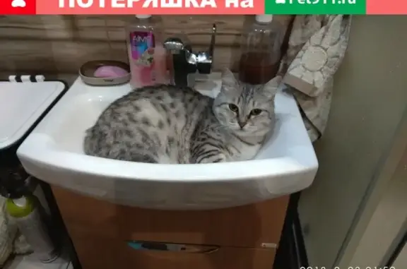 Пропала кошка в районе военкомата, Слободской.