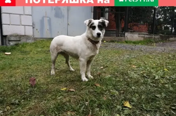 Найдена собака на ул. Волгоградской, Екатеринбург