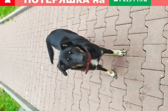 Собака бегает по улице Просвещения в Пушкино