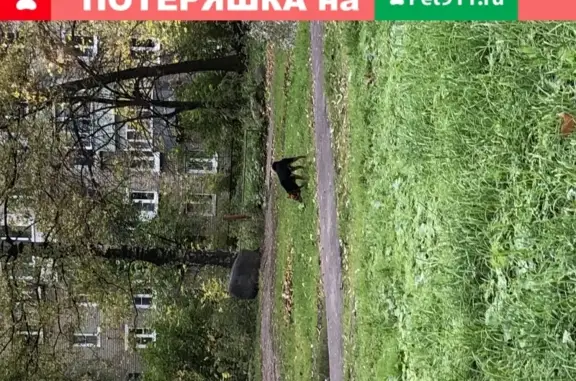 Найдена собака в Ярославле, район Нефтестрой