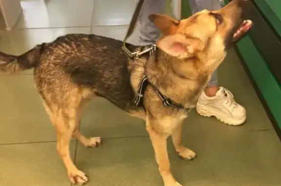 Найдена собака, Москва, фото: Найден пес метро Сходненская, черный ошейник, фото.