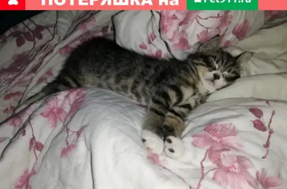 Пропала кошка в Петрозаводске, Сайнаволок, помогите найти