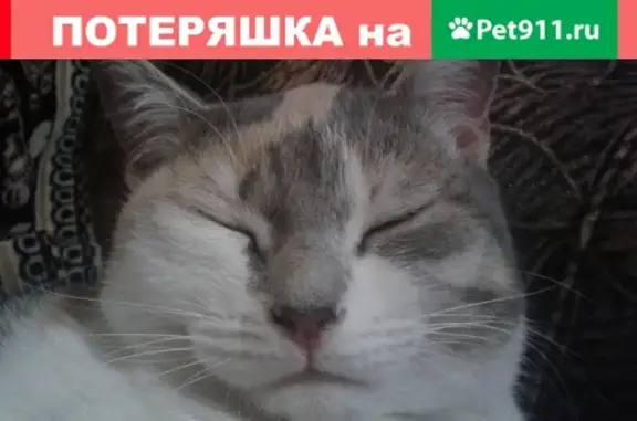 Найдена кошка в Ленинском районе, Новосибирск