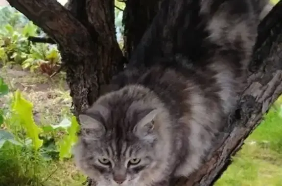 Кошки потеряшки, Киров, фото: Потеряшка кошка в садах 