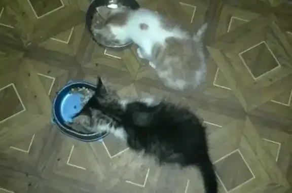 Пропала кошка Васька в Майкопе, Республика Адыгея