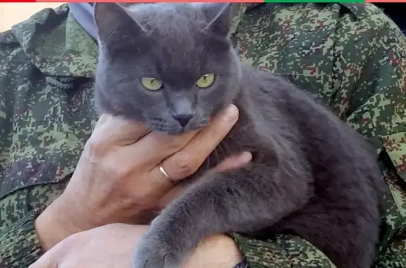 Найдена кошка на складах базы Сибирь в Кургане
