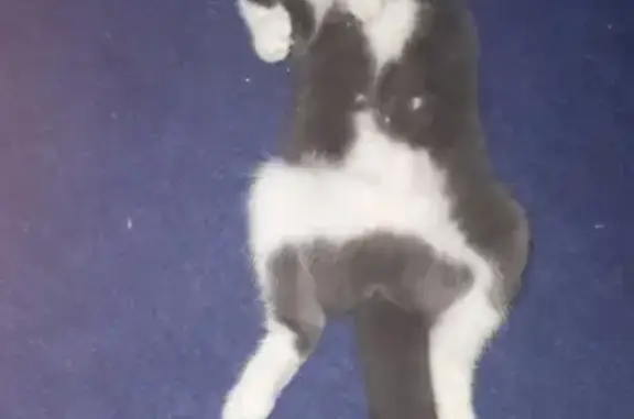 Пропала кошка в Кореновске на Циолковского, серо-белого окраса, кличка Мотя.