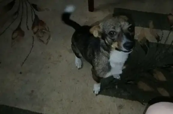 Найден умный пёс в Киселёвске, ищет владельца