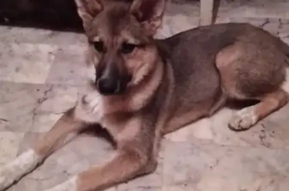 Пропала собака Жуля в Сыктывкаре, Республика Коми