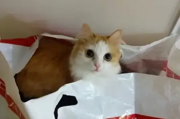 Потерянные животные Курган, фото: Пропала кошка возле 17 школы, Рябкого, Курган.