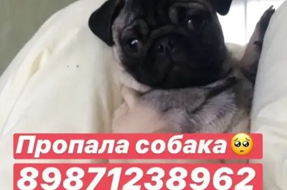 Пропала маленькая собака в Новочебоксарске