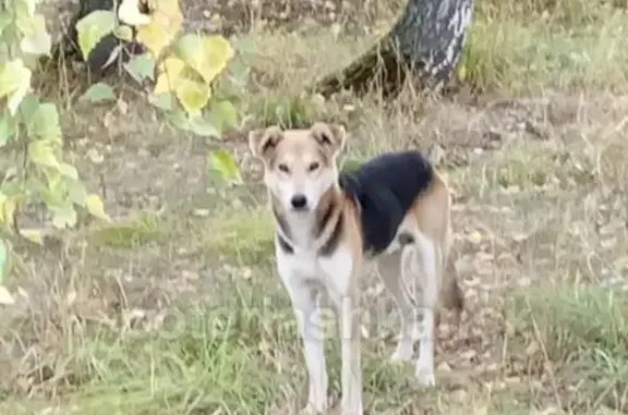 Найдена собака на дачах ОбьГЭС