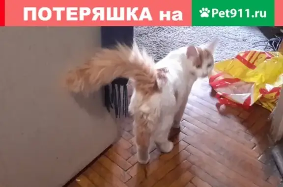 Найден котенок с рыжими пятнами на Владимирской улице