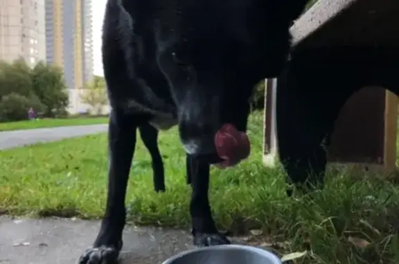 Найдена собака в Тропаревском парке, контактная, без ошейника