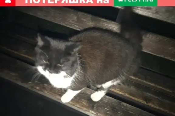 Найдена домашняя кошка в Рязани
