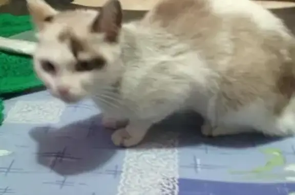 Пропала кошка из цирка в Краснодарском крае