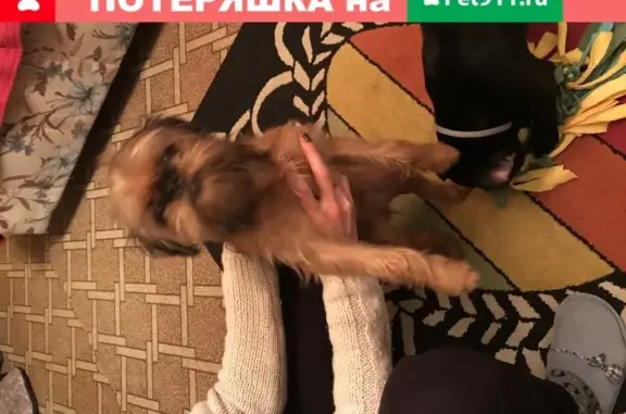 Собака Гриффон найдена в Москве.