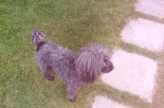 Пропала собака Боня в Винновском массиве, остановка Лунная, окрас серый.