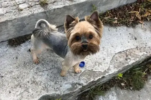 Собаки потеряшки, Тверь, фото: Потеряшка собака Вилси на Краснофлотской наб.