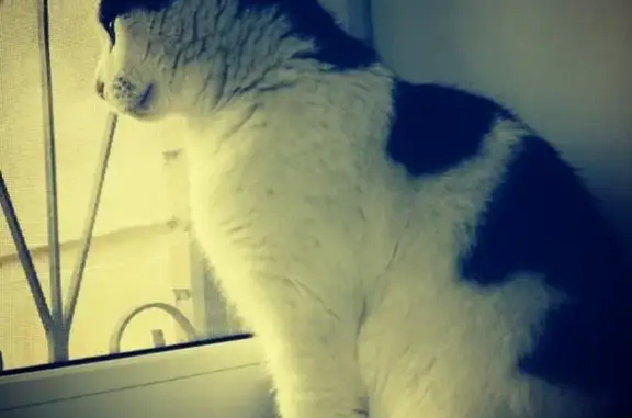 Кошки потеряшки, Санкт-Петербург, фото: Потеряшка кошка Люсен на Кондратьевском проспекте 64к2