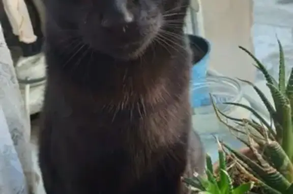 Кошки потеряшки, Владивосток, фото: Потеряшка кошка Кузя во Владивостоке