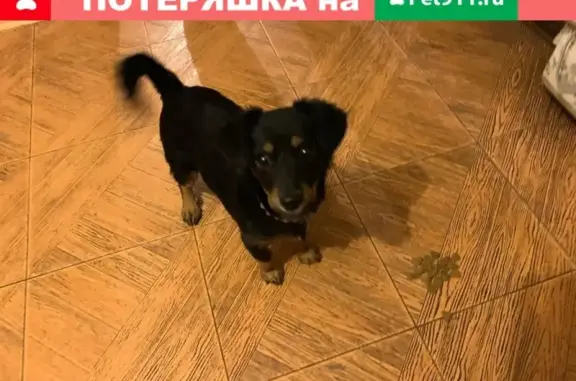 Найдена собака возле магазина Табрис в Краснодаре