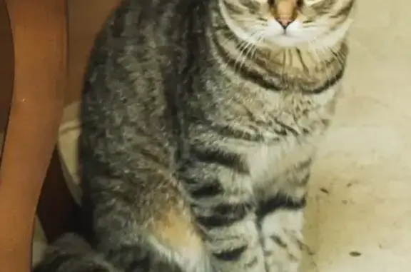 Пропала кошка в Томске, район Поля Чудес (АТИЗ), помогите найти!