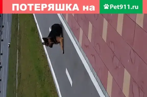 Собака на Пятницком шоссе, Москва