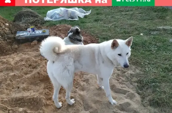 Найдена белая западно-сибирская лайка с эпилепсией в Рузском городском округе