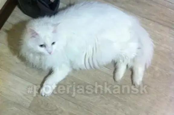 Пропала кошка в Ордынском районе, вознаграждение!
